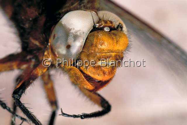 Libellula depressa.JPG - in "Portraits d'insectes" ed. SeuilLibellula depressaLibellule dépriméeBroad bodied chaserDragonflyOdonataAnisopteraLibellulidaeFrance